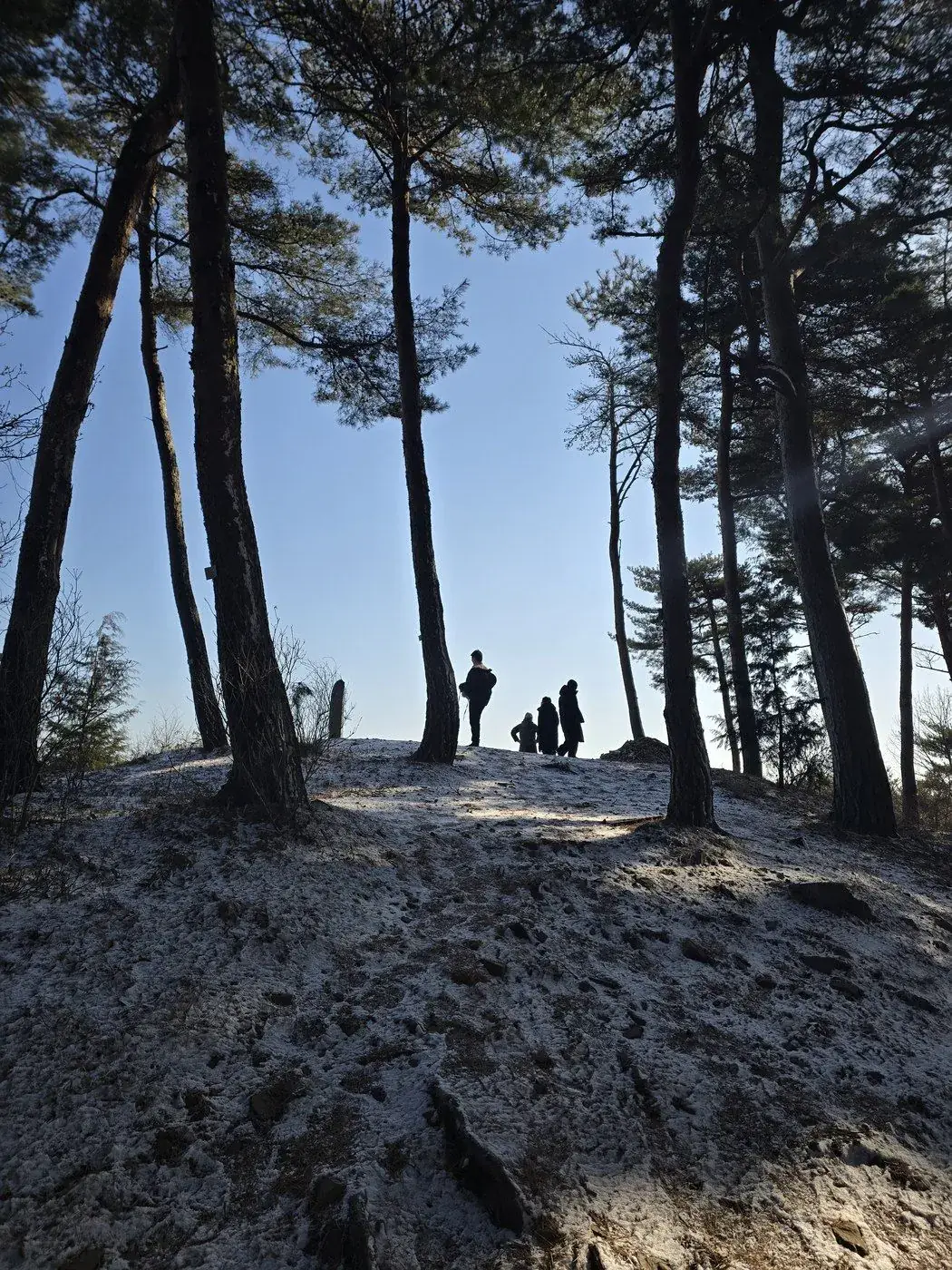 Silhouetted hikers among tall pine trees on a snowy hilltop